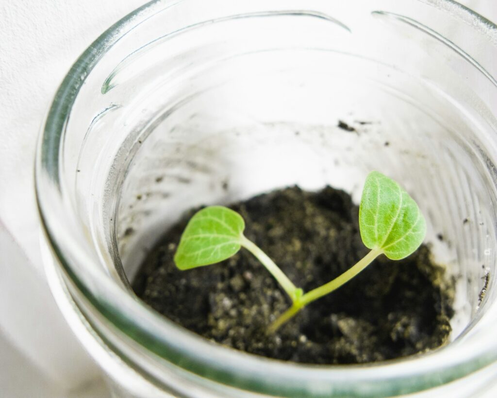 green-leafed plant